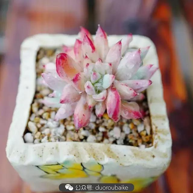 娇艳欲滴的多肉植物,春雨中多肉图片大全