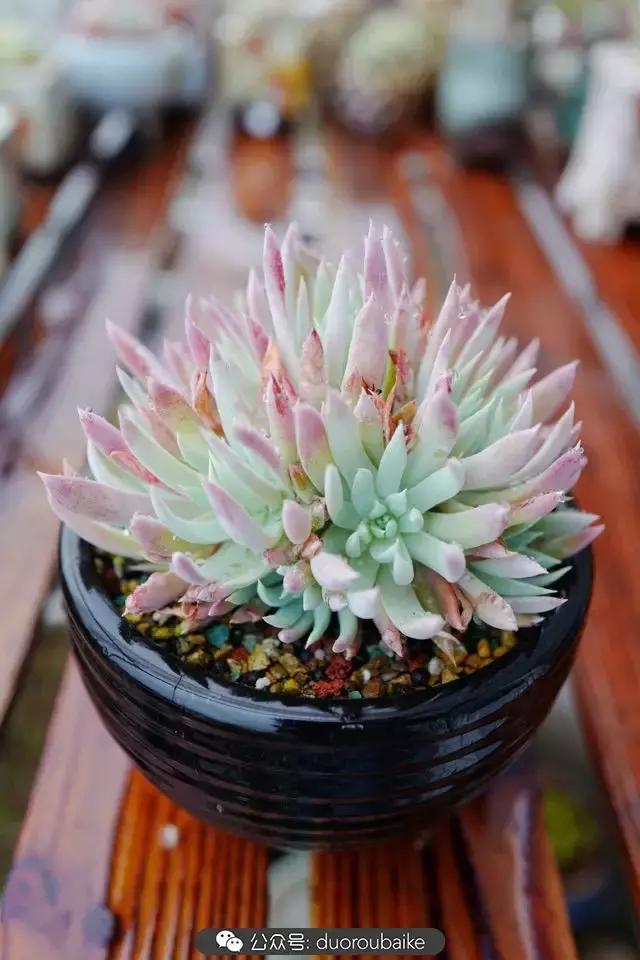 娇艳欲滴的多肉植物,春雨中多肉图片大全