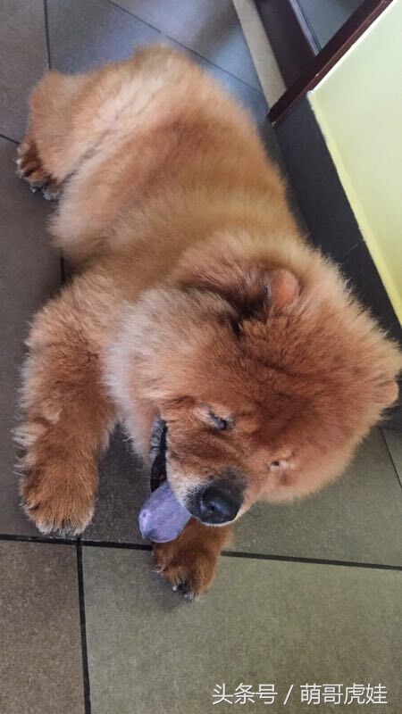 没有常识的家政阿姨竟然给汪星人吃海带,只因怕浪费害苦了宝宝