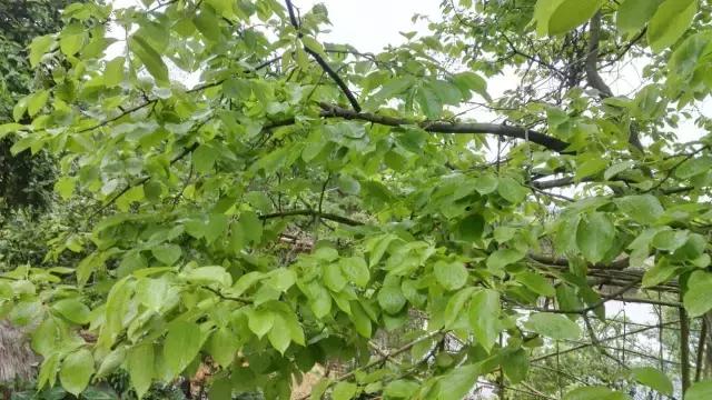 战士第二故乡原创,原创家乡