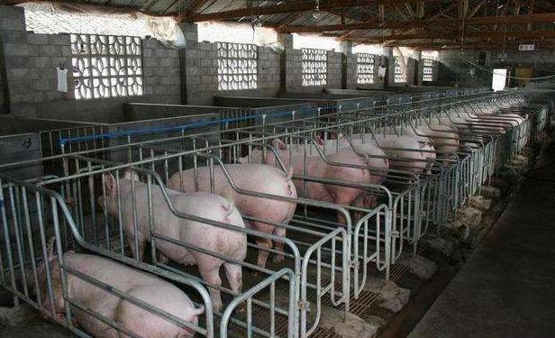 猪舍养猪方法,猪舍怎么建猪才不会冷