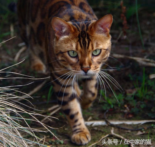 一只叫Thor的孟加拉猫……帅炸!网友直呼买不起
