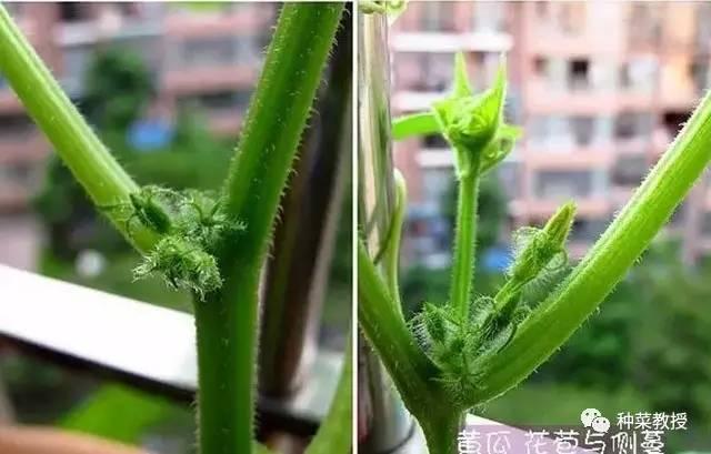 阳台盆栽黄瓜的种植方法,阳台种植黄瓜用什么肥料最好
