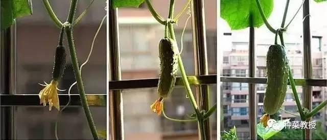 阳台盆栽黄瓜的种植方法,阳台种植黄瓜用什么肥料最好