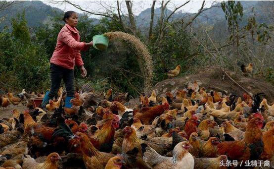 土鸡最难养活的是几个月,土鸡养殖风险