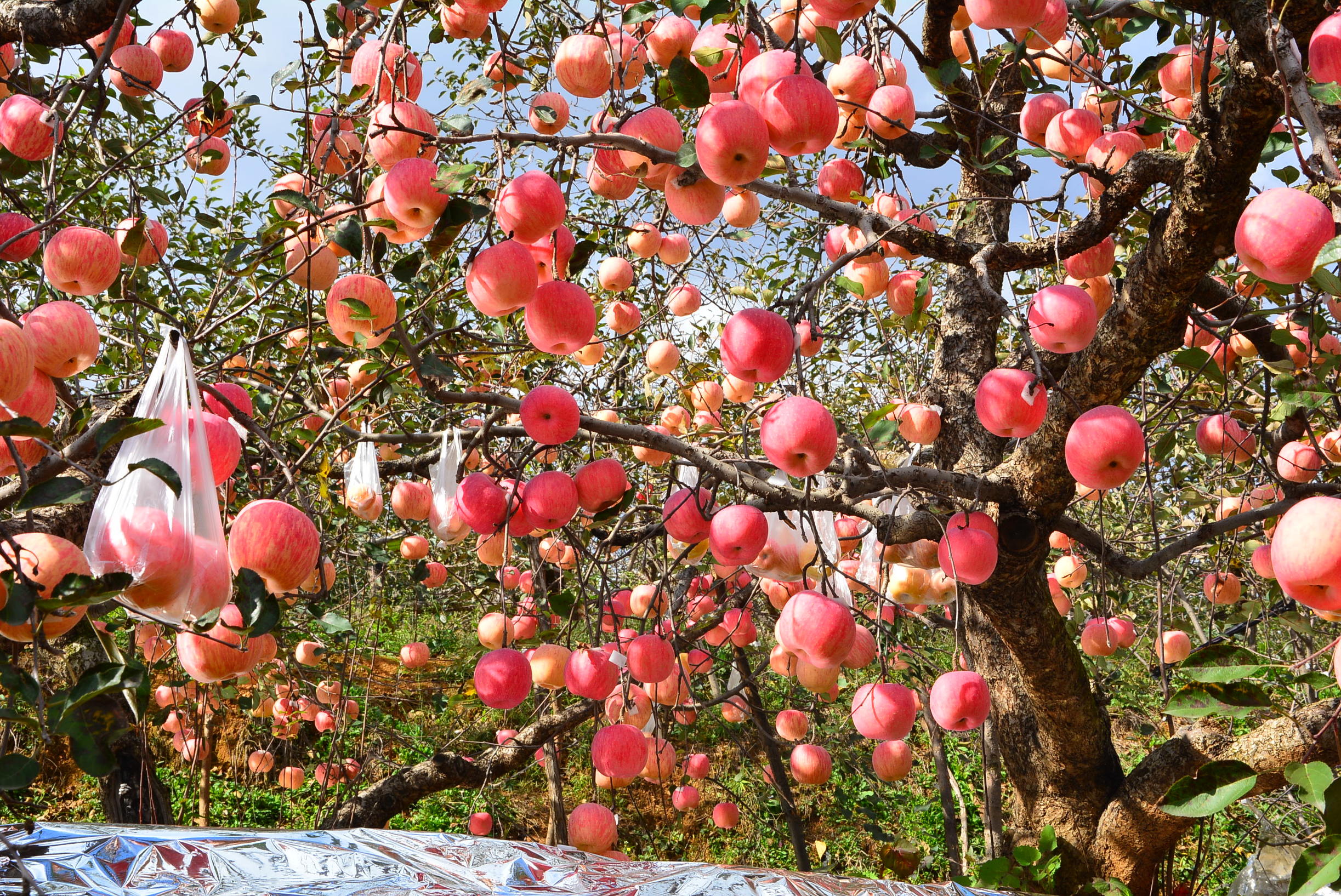 苹果之都栖霞,栖霞苹果之乡介绍