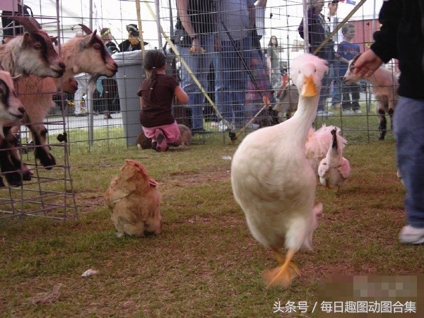 超经典肚皮舞,正宗肚皮舞欣赏