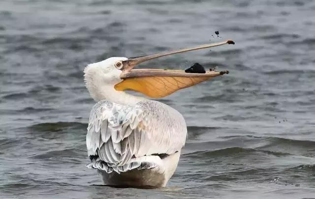 黄河口首次发现珍稀鸟类白鹈鹕,珍稀鸟类白鹈鹕