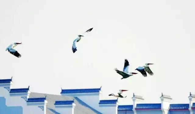 黄河口首次发现珍稀鸟类白鹈鹕,珍稀鸟类白鹈鹕