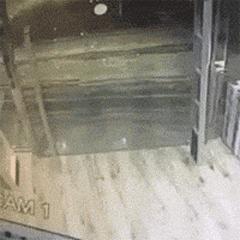 蒲公英不是晒干就能喝,真正的蒲公英可以吃吗