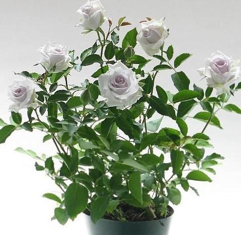 发烧友必入的蓝紫色月季,蓝紫色月季最值得入手的一款