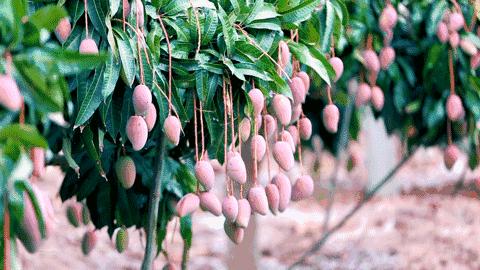 贵妃芒是酸芒果吗,芒果好吃还是贵妃芒
