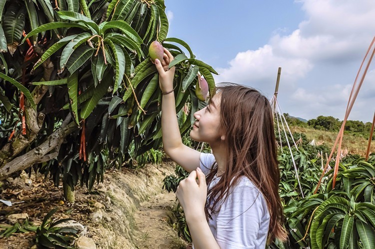 贵妃芒是酸芒果吗,芒果好吃还是贵妃芒