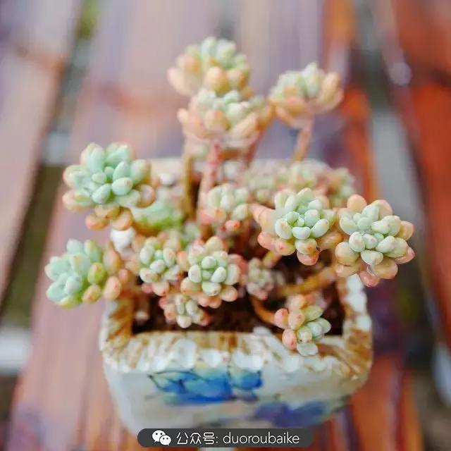 娇艳欲滴的多肉植物,春雨中多肉图片大全