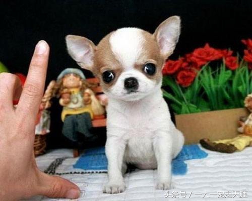 最可爱的四种宠物,10种最可爱的宠物狗