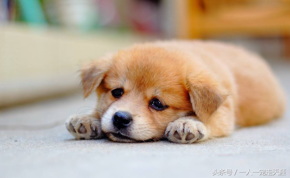 最可爱的四种宠物,10种最可爱的宠物狗