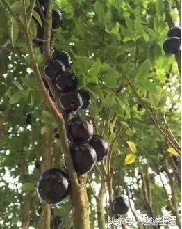 珍稀果种嘉宝果,珍稀福冈嘉宝果