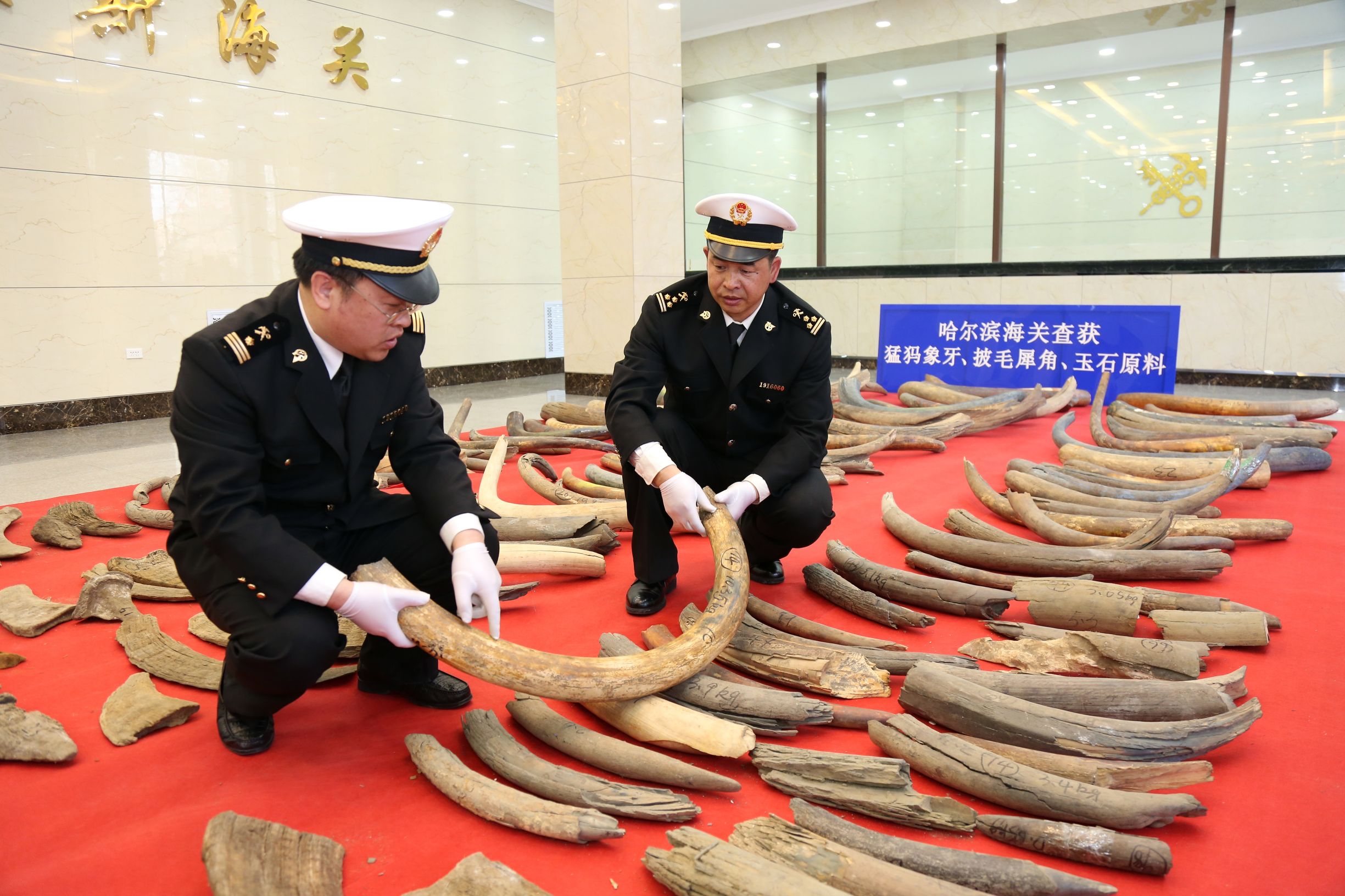哈尔滨海关查获猛犸象牙,内蒙古海关查获特大象牙