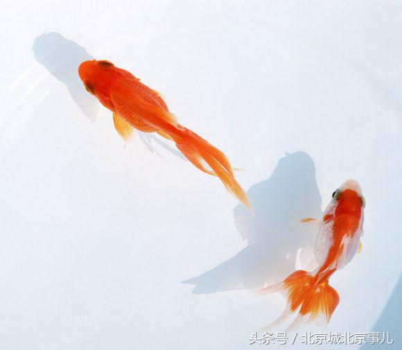 老北京人最爱的宠物,老北京人喜欢什么宠物