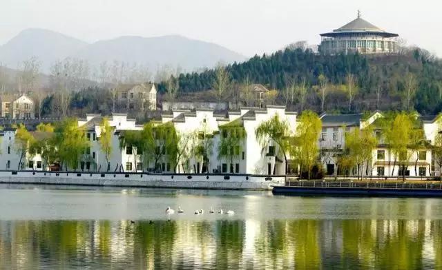 黄河口首次发现珍稀鸟类白鹈鹕,珍稀鸟类白鹈鹕