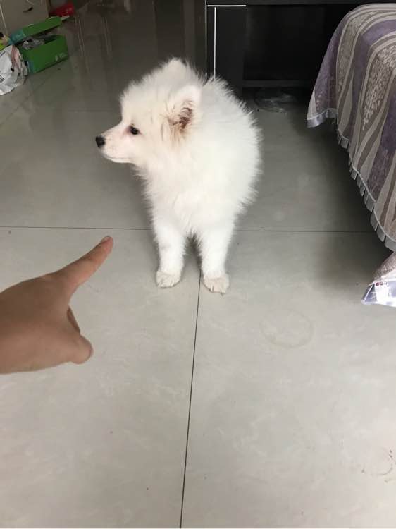 萨摩耶温顺的好还是调皮的好,为什么都说萨摩耶傻