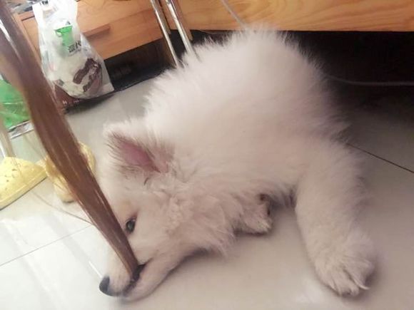 萨摩耶温顺的好还是调皮的好,为什么都说萨摩耶傻