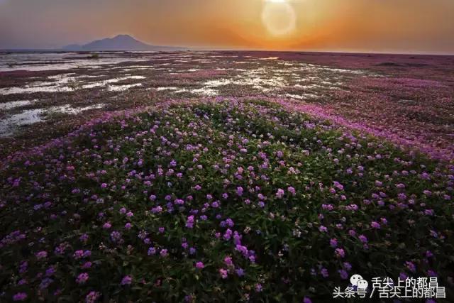 农村人最喜欢的野花，城里人羡慕不已
