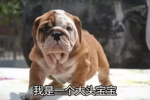 老板我要请假！不是因为我病了，而是因为我家狗要生啦