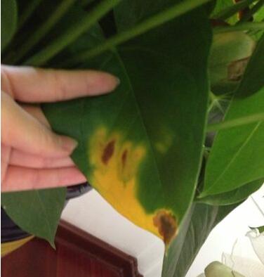 红掌总是黄叶怎么回事,红掌老是黄叶怎么办