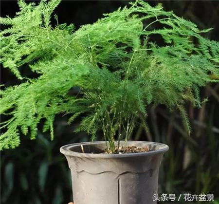 烂根花卉怎么处理,最容易烂根的3种花卉