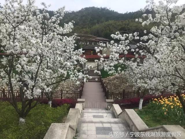 南苑花博园郁金香,除了郁金香还有什么花好看