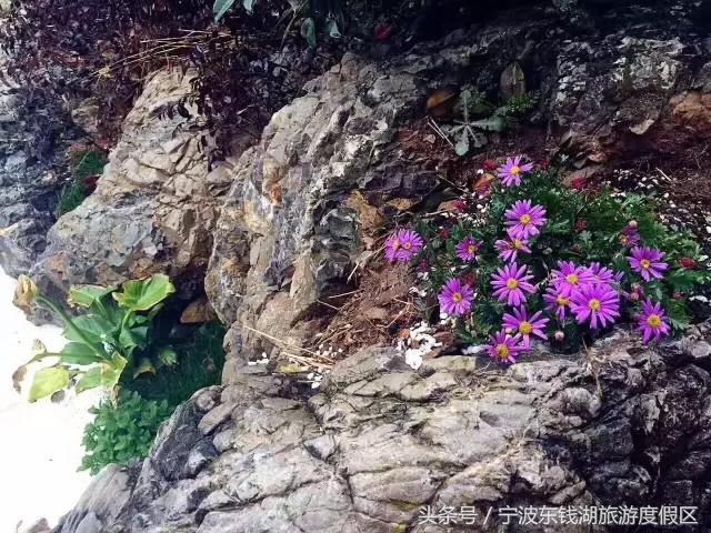 南苑花博园郁金香,除了郁金香还有什么花好看