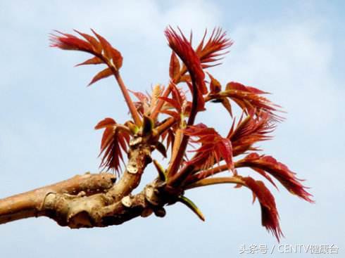 这种菜浑身是宝很多人不知道,这种菜虽便宜但对人体益处多