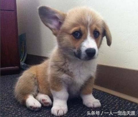 最可爱的四种宠物,10种最可爱的宠物狗