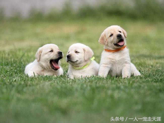 最可爱的四种宠物,10种最可爱的宠物狗