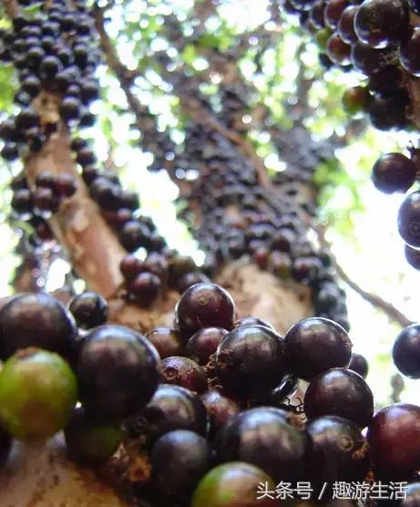 珍稀果种嘉宝果,珍稀福冈嘉宝果