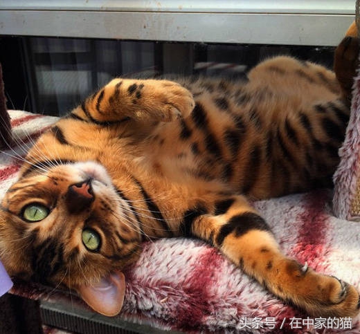 一只叫Thor的孟加拉猫……帅炸！网友直呼买不起