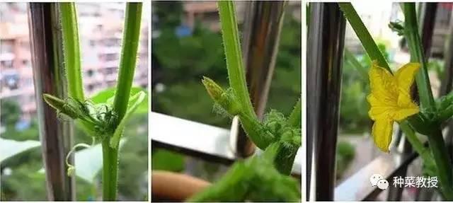 阳台盆栽黄瓜的种植方法,阳台种植黄瓜用什么肥料最好