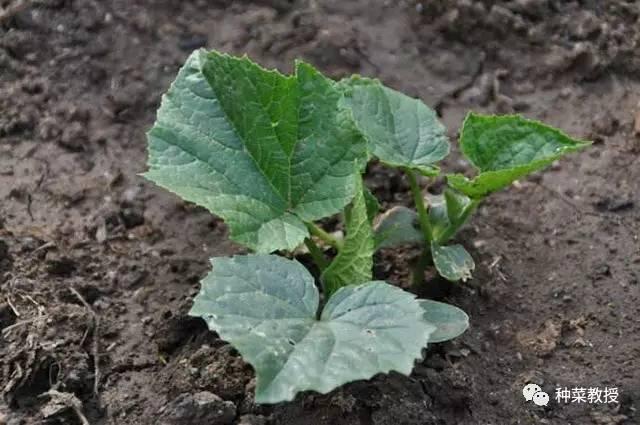 阳台盆栽黄瓜的种植方法,阳台种植黄瓜用什么肥料最好