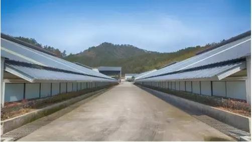 丁磊养猪成功案例,丁磊养猪的创业思维