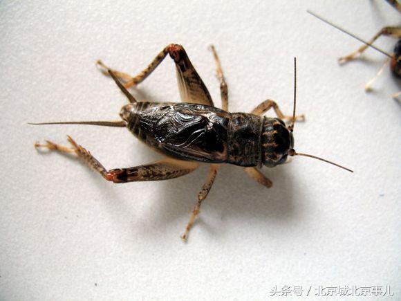 老北京人最爱的宠物,老北京人喜欢什么宠物