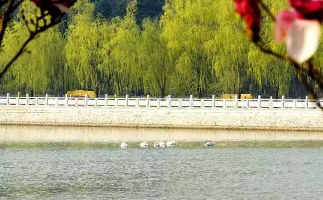 黄河口首次发现珍稀鸟类白鹈鹕,珍稀鸟类白鹈鹕