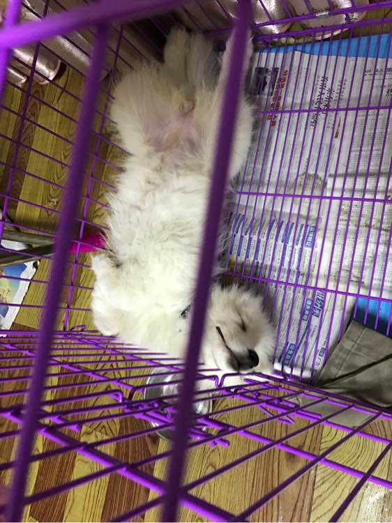 萨摩耶温顺的好还是调皮的好,为什么都说萨摩耶傻