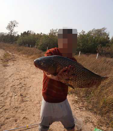 鱼拓手竿,钓巨型鱼手竿