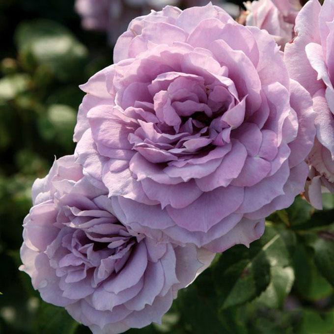 发烧友必入的蓝紫色月季,蓝紫色月季最值得入手的一款