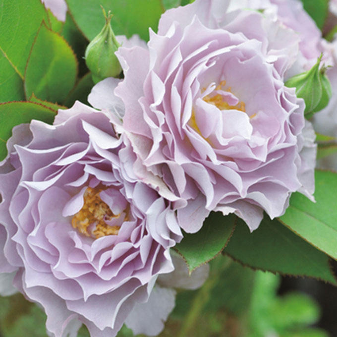 发烧友必入的蓝紫色月季,蓝紫色月季最值得入手的一款