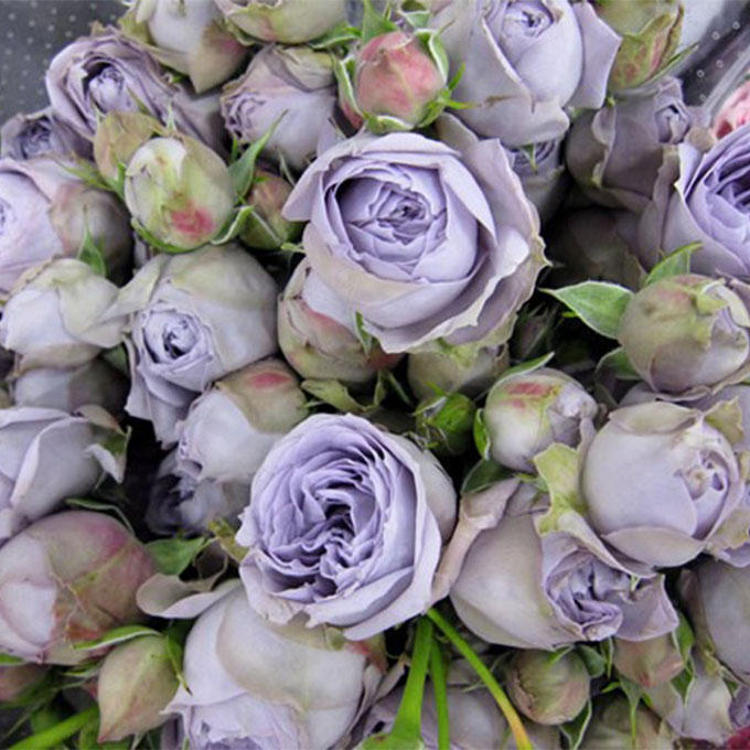 发烧友必入的蓝紫色月季,蓝紫色月季最值得入手的一款