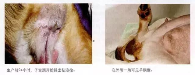 老板我要请假！不是因为我病了，而是因为我家狗要生啦