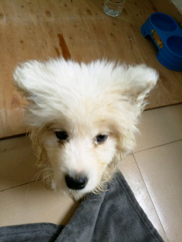 女孩养萨摩耶的感受,女孩子养一只萨摩耶