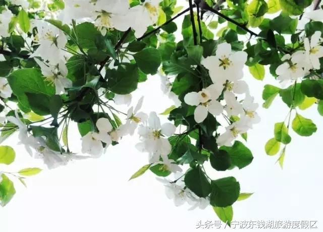 南苑花博园郁金香,除了郁金香还有什么花好看